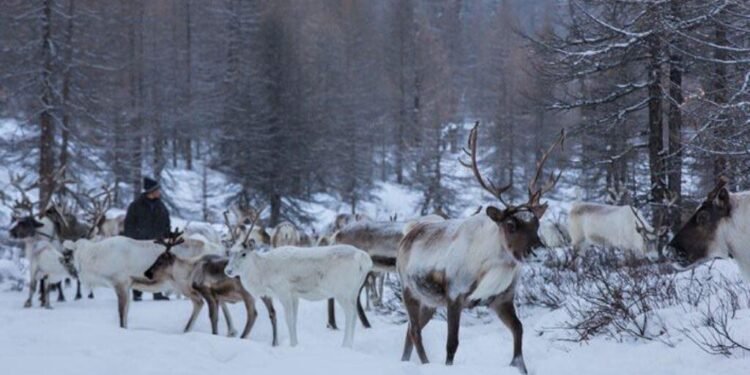 ЦАГ АГААР: Төвийн аймгуудын нутгийн хойд хэсгээр цас орж, цасаар шуурна