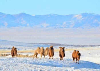 ЦАГ АГААР: Зүүн аймгуудын нутгаар цас орж, цасаар шуурга