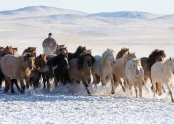 ЦАГ АГААР: Ихэнх нутгаар цас орж, цасан болон шороон шуурга шуурна