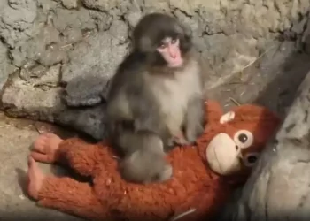 “Ганцаардсан Панч”: Ээждээ гологдсон бяцхан сармагчны сэтгэл хөдөлгөм түүх