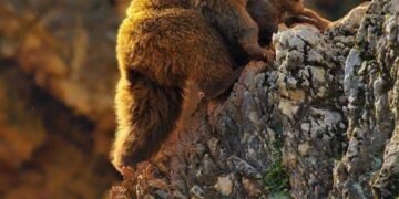 Говийн нууцат хаан – Мазаалай