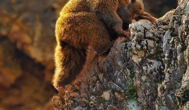 Говийн нууцат хаан – Мазаалай