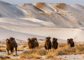 ЦАГ АГААР: Говийн бүс нутгаар +3…+8 градус дулаан байна