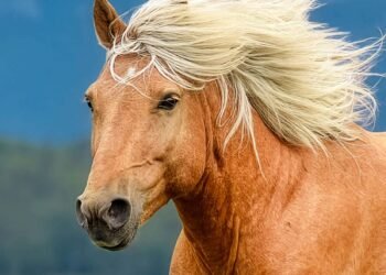 ХҮМҮҮН.МН: Хотол түмнээрээ сар шинэдээ сайхан шинэлээрэй!