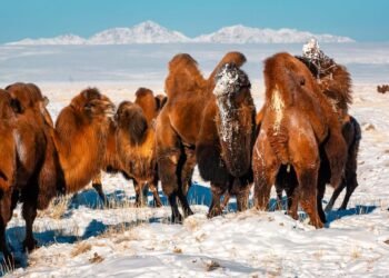 ЦАГ АГААР: Говь, тал, хээрийн нутгаар салхи шуургатай байна