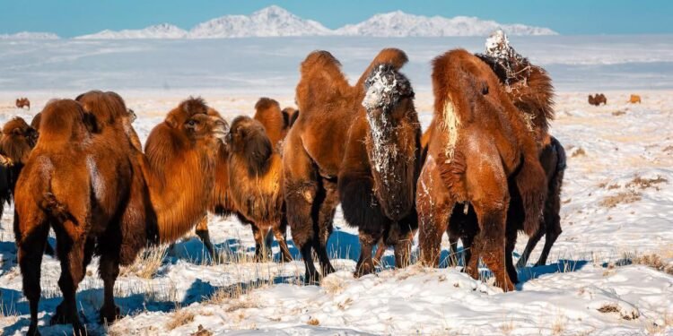 ЦАГ АГААР: Говь, тал, хээрийн нутгаар салхи шуургатай байна