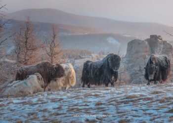 ЦАГ АГААР: Хангай, Хөвсгөлийн уулархаг нутгаар цас орж, цасаар шуурна