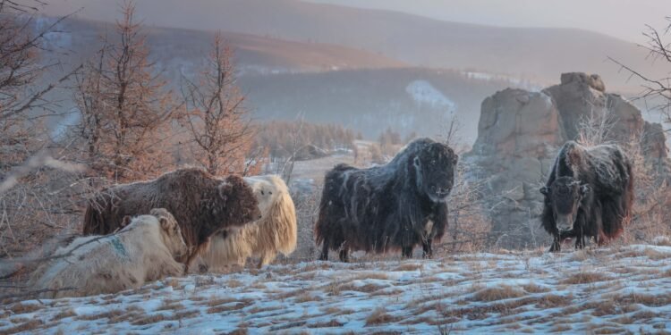 ЦАГ АГААР: Хангай, Хөвсгөлийн уулархаг нутгаар цас орж, цасаар шуурна