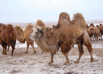 ЦАГ АГААР: Их нууруудын хотгор, говийн бүс нутгаар +8…+13 градус дулаан байна