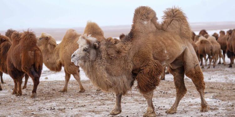 ЦАГ АГААР: Их нууруудын хотгор, говийн бүс нутгаар +8…+13 градус дулаан байна