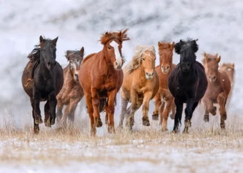 ЦАГ АГААР: Уулархаг нутгаар хур тунадас орно
