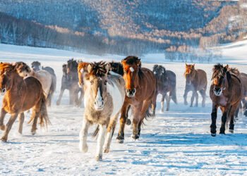 ЦАГ АГААР: Ихэнх нутгаар цаг агаар тогтуун байна