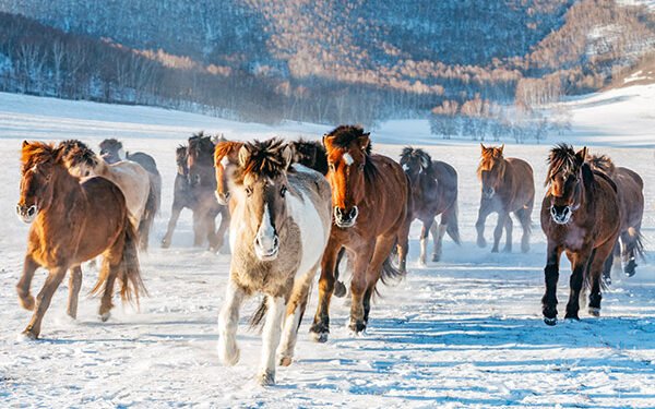 ЦАГ АГААР: Ихэнх нутгаар цаг агаар тогтуун байна