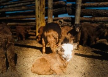 ЦАГ АГААР: Ихэнх нутгаар тогтуун байна