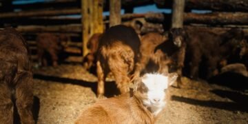 ЦАГ АГААР: Ихэнх нутгаар тогтуун байна