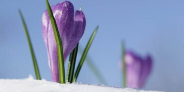 Өнөөдөр ханш нээх өдөр тохиож байна