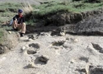 Монголын нутгаас махчин тероподуудын чулуужсан мөрүүд олжээ