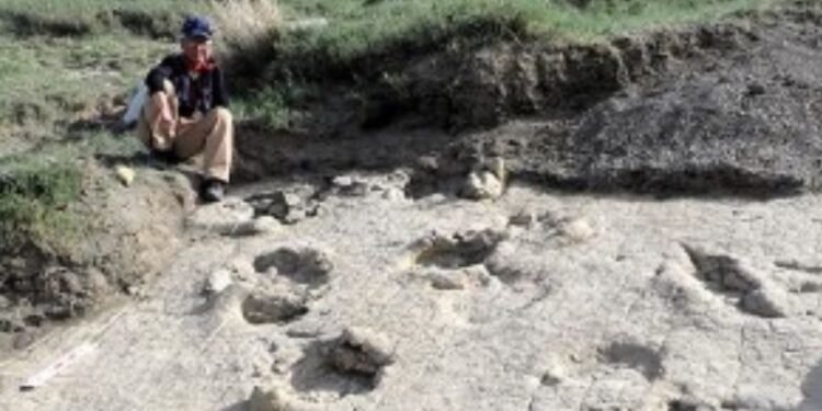 Монголын нутгаас махчин тероподуудын чулуужсан мөрүүд олжээ