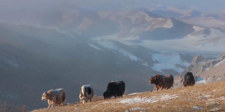 ЦАГ АГААР: Монгол-Алтайн уулархаг нутгаар бороо, нойтон цас орно