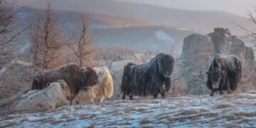 ЦАГ АГААР: Нутгийн төв хэсгээр цас орно