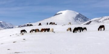 ЦАГ АГААР: Халх голын сав газраар цас орж, цасаар шуурна