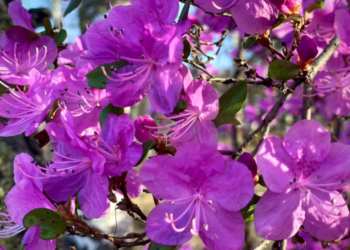 Даль цэцгийн баярыг 15 дахь жилдээ тэмдэглэнэ