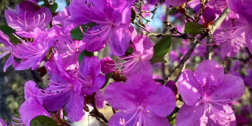 Даль цэцгийн баярыг 15 дахь жилдээ тэмдэглэнэ