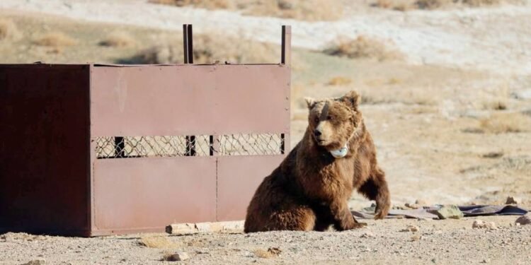 Мазаалайд сансрын дохиолол бүхий хүзүүвч зүүв