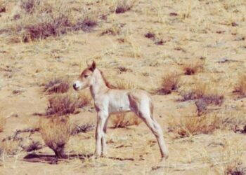 Хомын талд тахийн энэ жилийн анхны унага мэндэлжээ