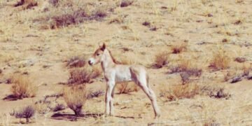 Хомын талд тахийн энэ жилийн анхны унага мэндэлжээ