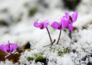 ЦАГ АГААР: Төв болон зүүн аймгуудын нутгаар цас орж, цасаар шуурна