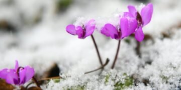 ЦАГ АГААР: Төв болон зүүн аймгуудын нутгаар цас орж, цасаар шуурна