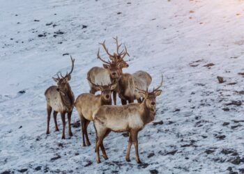 ЦАГ АГААР: Говь, талын нутгаар салхи шуургатай байна