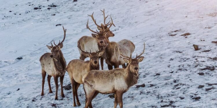 ЦАГ АГААР: Говь, талын нутгаар салхи шуургатай байна