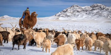 ЦАГ АГААР: Зүүн аймгуудын нутгаар цас орж, цасаар шуурна