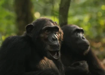 Уганда: Шимпанзегүүдийн ‘дайн’ хэрхэн төгсөх нь тодорхойгүй байна