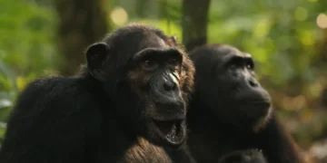 Уганда: Шимпанзегүүдийн ‘дайн’ хэрхэн төгсөх нь тодорхойгүй байна