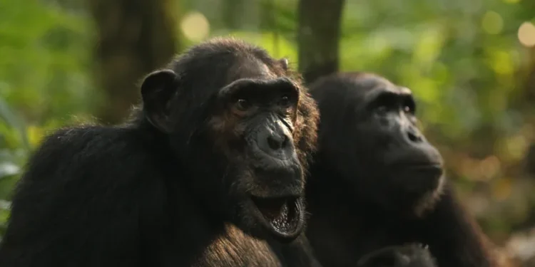 Уганда: Шимпанзегүүдийн ‘дайн’ хэрхэн төгсөх нь тодорхойгүй байна